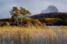 Suilven rears majestically out of the bogs (Copyright John Chapman)